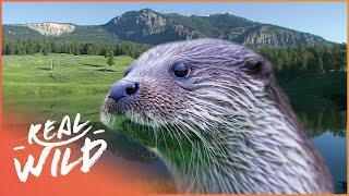 How Otters Survive In The Rocky Mountains | River Masters | Real Wild