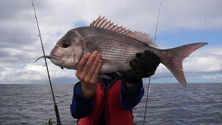 Chasing Snapper On Soft Plastics | Big Fish