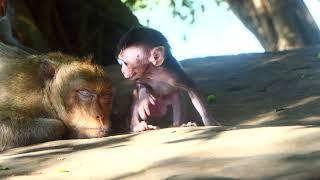 Double cute and so much adorable baby monkey Moonpie