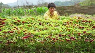 红苋菜青绿紫红，阿嬷做5道乡土美味，软滑鲜甜汤红如血的长寿菜|red amaranth【闽湖阿嬤Fujian Grandma】