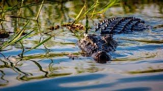 Suspected crocodile attack in Far North Queensland