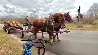 A NEW TOY for Brenda!! & A Load of Logs with Earl & Baron