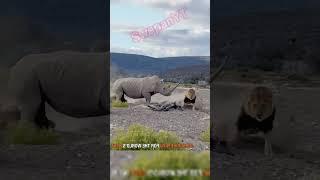 The rhinoceros attacked the male lion with its horns #youtubeshorts #shortvideos #animals