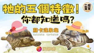 蘇卡達象龜的五大特徵，你都知道嗎？-2024 Centrochelys sulcata