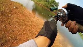 Casting Gabus, Snakehead. Abu Garcia Ambassaduer 4601 C3