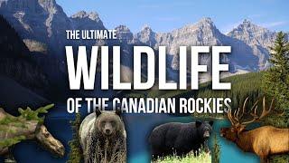 The Ultimate Canadian Wildlife Documentary: Grizzly Bears, Moose, Elk and More in the the Rockies