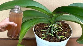 Only pour 1 Bottle! Suddenly the orchid grew roots and bloomed all year round