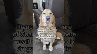 Buddy is always protecting his family, listen till the end! #walk #funnydog #shorts #storytime #fyp