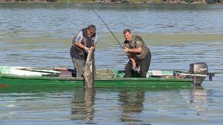 Pecanje soma, šarana i bele ribe na Dunavu kod Negotina | Fishing catfish