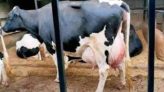 Dairy farming from 30-40 litres per cow to 4000 Litres per day.  Beginner Guide #Agribusines