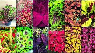 COLEUS VARIETIES - Plants Weekly