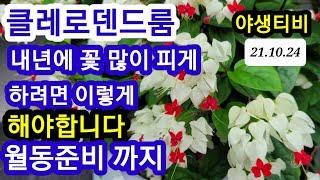 클레로덴드룸10/24일 =덴드롱.내년에 꽃 많이 피게 하려면.월동준비 까지