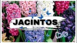 JACINTOS - Como guardar y plantar los Bulbos /(principiantes)