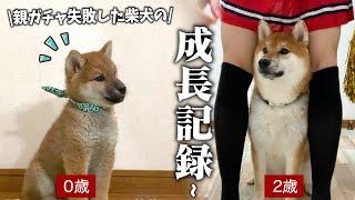 子は親を選べない...飼い主を間違えた柴犬の2年を初公開します【成長記録】