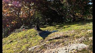 Who showed up this time at the seed pile? Pacific Northwest Wildlife.