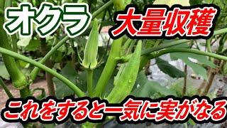 【オクラ】必見！！〇〇をするとこれから大量収穫ができます！