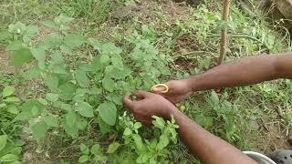 Manathakkali Keera Sambar Hariprasad Chandrasekar is live