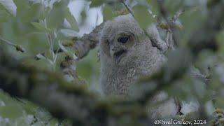 Tawny owl chick awaits parents