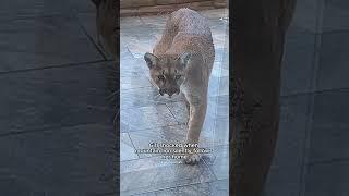 This family saved a mountain lion that was caught in a hunter trap , then #puma #cougars #short