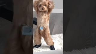 ㅋㅋㅋㅋㅋㅋㅋㅋㅋㅋㅋㅋㅋㅋㅋㅋㅋㅋ웃겨죽겠다 #dog #vancouver #밴쿠버라이프 #강아지 #강아지일상 #밴쿠버일상 #아미새 #명자야