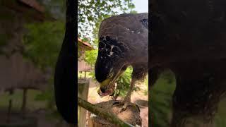 #Hawk #Eagle #Owl #Wildlife #Animal #EagleHawkOwl hawk vs snake, Owl vs snake fight, Eagle Vs Snake,