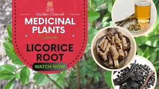  Licorice Root: Ancient Remedy for Modern Health!  Discover Its Healing Secrets!