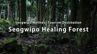 한국 제주도 ‘서귀포치유의숲’- ‘Seogwipo Healing Forest’ on Jeju Island of Korea