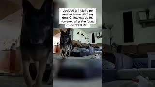 Funny dog