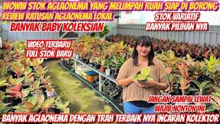 KEREN STOK AGLONEMA TERBARU NYA NOVIA GARDEN BIKIN KHILAF PENGEN BORONG‼️