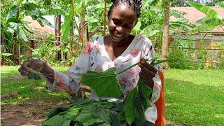 How To Cook Pumpkin Leaves, Fresh From Garden To Plate. ( Growing Your Own Food)