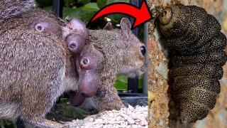 Squirrel Infested with 6 BotFly (Cutebra) Larvae, *Extraction process included*