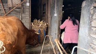 The daily life in China's poor rural area, people are busy with framwork everyday.