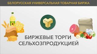 Просто и наглядно о торгах сельхозпродукцией на Белорусской универсальной товарной бирже