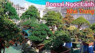 Tham quan vườn Bonsai Ngọc Lánh ở Nha Trang Khánh Hòa tuyệt đẹp