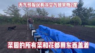 萨省小镇继续冷空气来袭早晚2度，我和老外把花和菜全用东西盖着