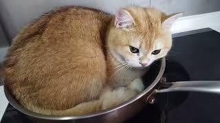 IN THE MORNING I'M READY TO COOK EGGS I JUST CAME AN EGG WHEN I CAME BACK HE WAS LYING IN THE POT