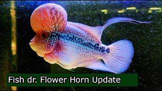 wonderful Flower horn Update I Fish doctor India