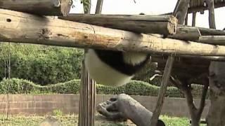 Pandas on the obstacle course