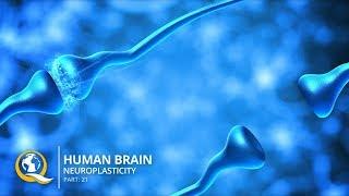 Discover How to Rewire Your Brain with Neuroplasticity