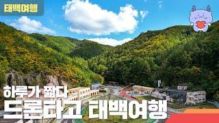 드론타고 태백여행(몽토랑 산양목장, 오로라파크, 탄탄파크, 구문소 등등등등등등)