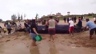 ARMAÇÃO DOS BÚZIOS: Filhote de baleia encalha na praia rasa a atrai atenção de centenas de pessoas