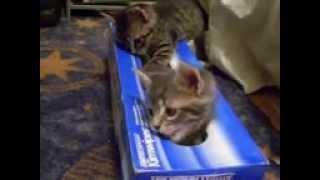 Kitten and his box.
