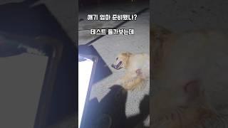 아기 강아지 울음소리에 과연 몽실이는.. #남해 #리트리버 #몽실이 #테스트 #애기강아지