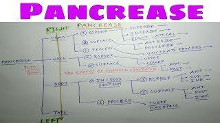 Pancrease Anatomy | Part 1 | Head, Neck, Body, and Tail of Pancreas | Chart | TCML