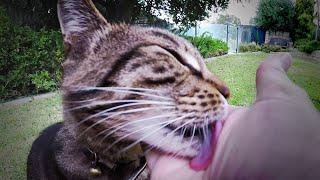 Tabby Cat Licking & Grooming Me - Licking Sounds - Cat Loves Cuddles