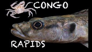 Fish of the Congo Rapids: Part 1