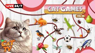 24/7 LIVE: CAT GAMES 🪰 NON-STOP FUN WITH BUGS, BEETLES, & INSECTS VOL 55 