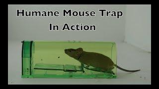 Humane Mouse Trap In Action - Full Review With Real Mice & Motion Cameras