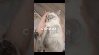  #shorts #tiktok #хочувреки