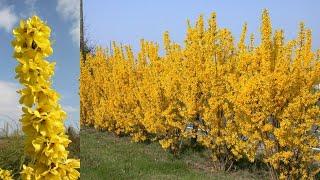 Forsythia Magical Gold®  // Outstanding Hardy, Easy To Grow Shrub With Large Deep Yellow Flowers 